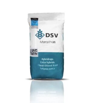 بذر کلزا هیبرید ماراتن DSV