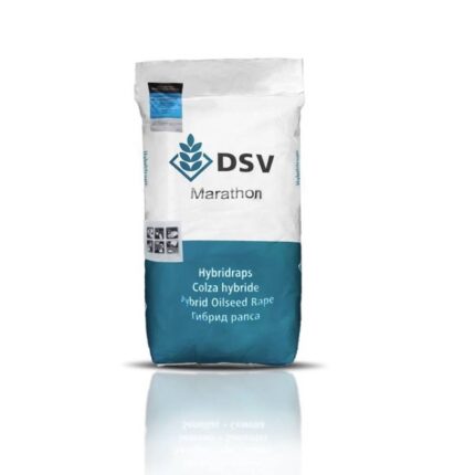 بذر کلزا هیبرید ماراتن DSV