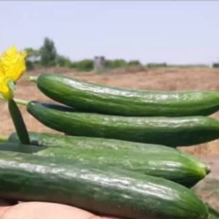 بذر خیار هیبرید رنجر مایلر سیدز