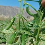 بذر خیار هیبرید رنجر مایلر سیدز - Image 4