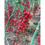 بذر گوجه فرنگی زیتونی گلخانه ای سانتیاگو