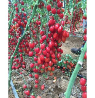 بذر گوجه فرنگی زیتونی گلخانه ای سانتیاگو