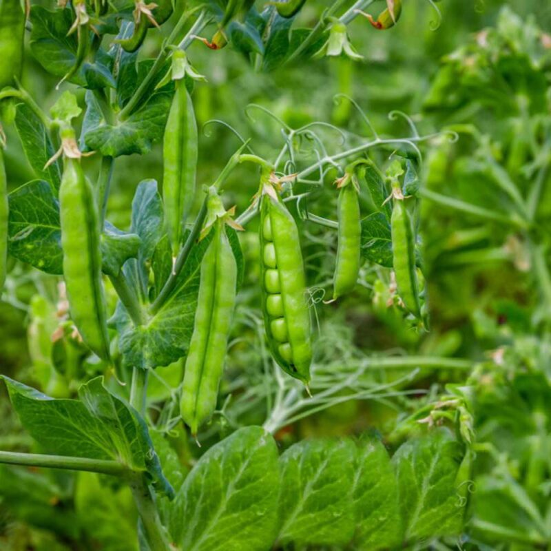 کاشت نخود فرنگی و آفات و بیماری‌ها