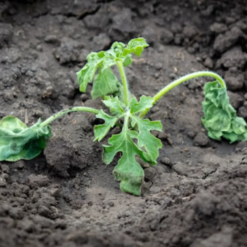 اشتباهات رایج در سبزی‌کاری خانگی