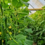 بذر خیار گلخانه ای رسپینا دارا - تصویر 2