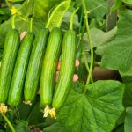بذر خیار گلخانه ای رسپینا دارا