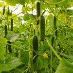 بذر خیار گلخانه ای رسپینا دارا