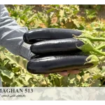 بذر بادمجان قلمی ارمغان 513 پارس سید
