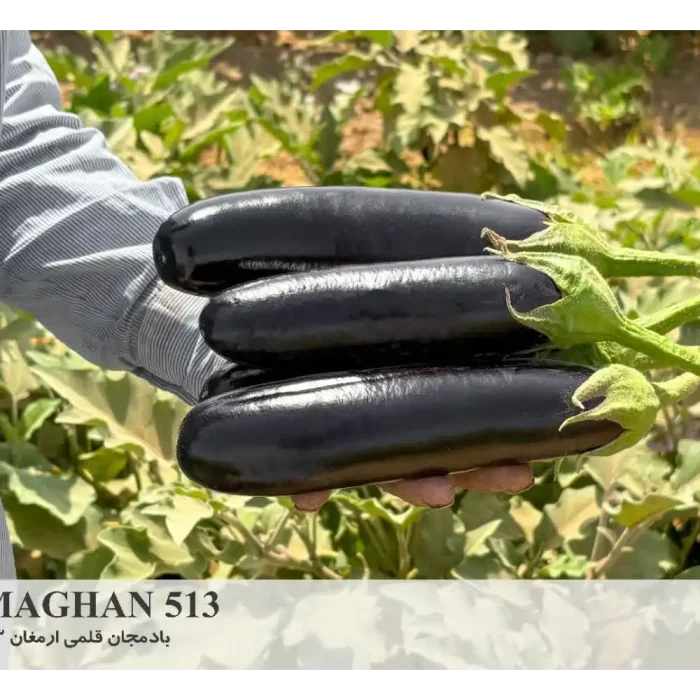 بذر بادمجان قلمی ارمغان 513 پارس سید