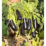 بذر بادمجان قلمی ارمغان 513 پارس سید