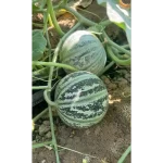 بذر ملون شاه پسند ارمغان 804