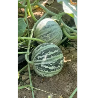 بذر ملون شاه پسند ارمغان 804