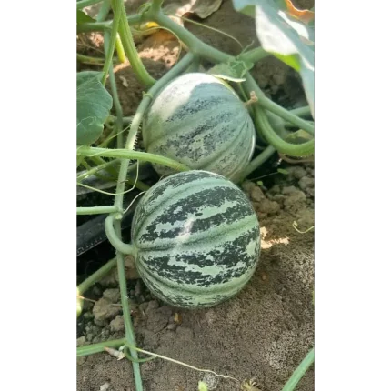 بذر ملون شاه پسند ارمغان 804