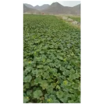 بذر ملون شاه پسند ارمغان 804 - Image 3
