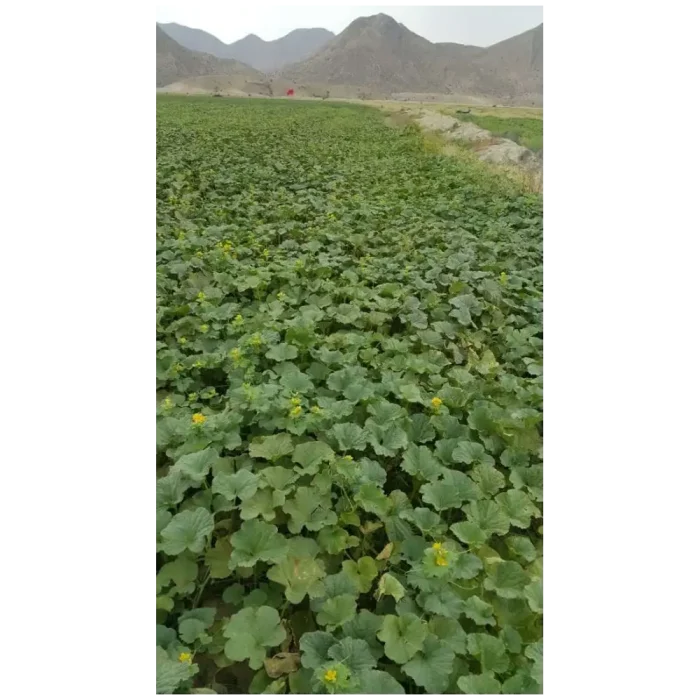 بذر ملون شاه پسند ارمغان 804 - Image 3