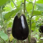 آموزش کامل کاشت، آبیاری، کوددهی، نگهداری، بیماری‌ها و آفات بادمجان