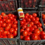  بذر گوجه‌فرنگی سانسید 6189 نانهمز  - تصویر 4