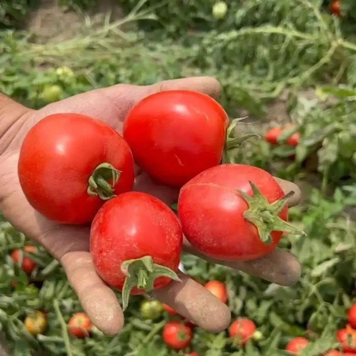 بذر گوجه فرنگی فرمونت نانهمز هلند