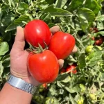 بذر گوجه فرنگی فرمونت نانهمز هلند