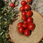 بذر گوجه فرنگی فرمونت نانهمز هلند
