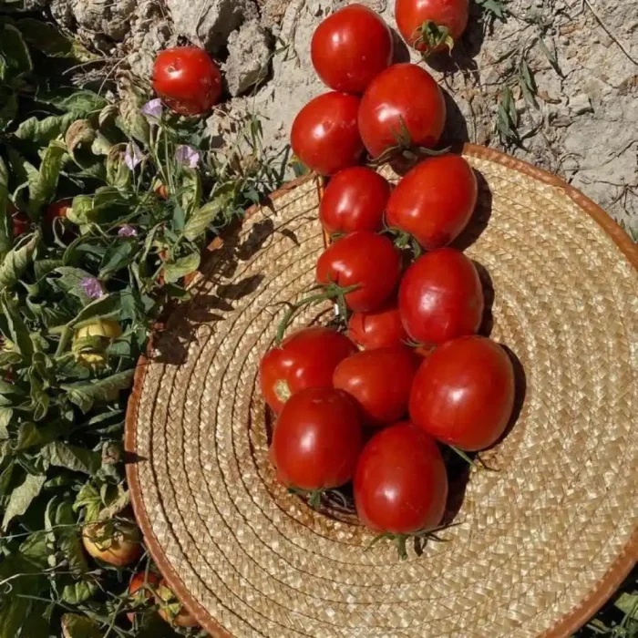 بذر گوجه فرنگی فرمونت نانهمز هلند