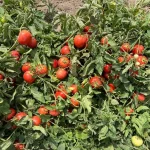 بذر گوجه فرنگی فرمونت نانهمز هلند